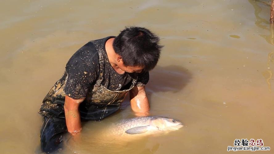 青鱼为什么很少人养