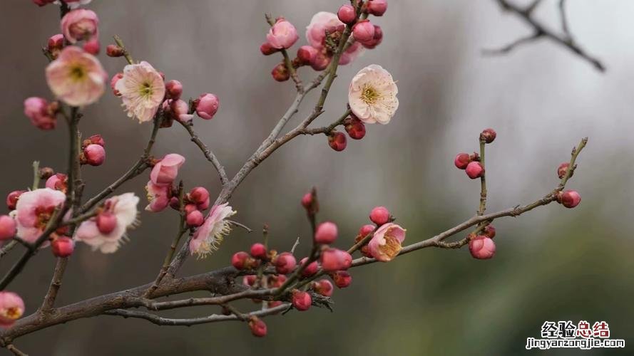 怎样让梅花春节开花