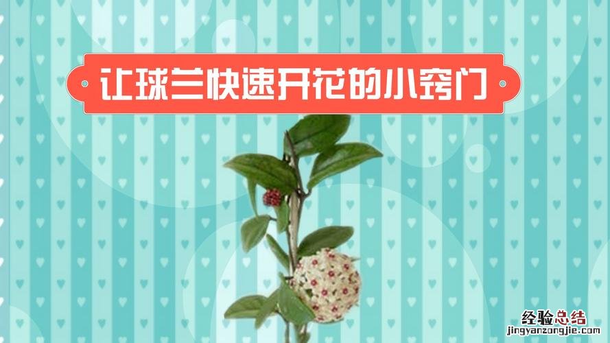 球兰开花时候如何浇水