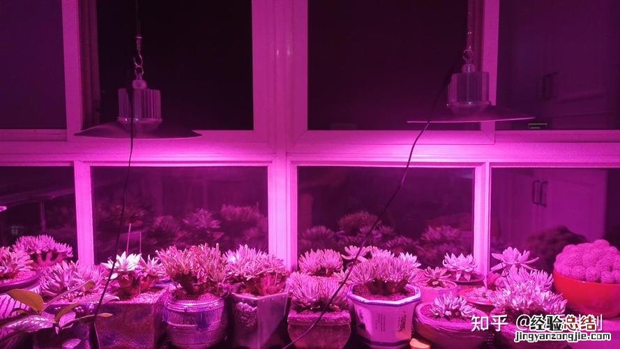 青鸟寿的养殖方法和注意事项