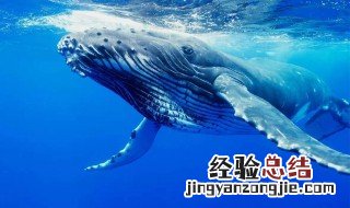 山鲸是真实存在的吗 山鲸是真的存在吗