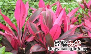 朱樵种植方法 朱蕉的养殖方法介绍