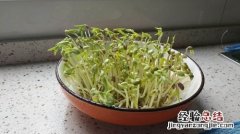 豆芽种植注意事项是什么