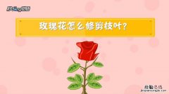 玫瑰花怎么养护