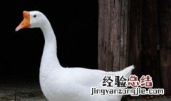 家养的大鹅祖先是什么 家养的大鹅祖先是谁