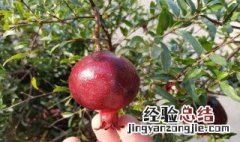 石榴怎么种植石榴籽可以种吗 石榴籽怎样种植石榴