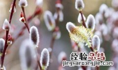 银柳插几支最好 银柳插几支最好风水