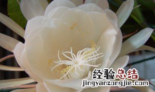 昙花开寓意什么 昙花开花寓意