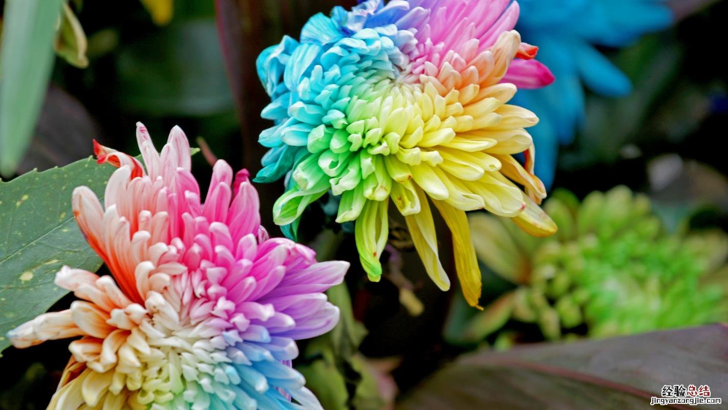 菊花的特点是什么,菊花的形状
