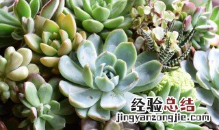 种植多肉植物要浇水吗 植物多肉需要浇水吗