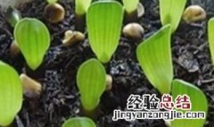 君子兰的繁殖方法 君子兰的种植方法和技巧