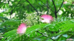 水鬼蕉的花语和寓意，有什么传说故事