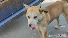 中华田园犬为什么禁养