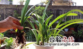 朱顶红切球繁殖方法 朱顶红如何切球繁殖图解