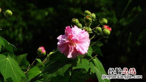 木芙蓉秋天怎么养