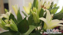 百合花花苞长不好怎么办