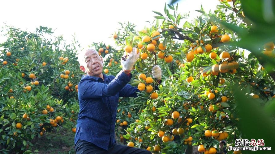 五九六九沿河看柳是什么季节