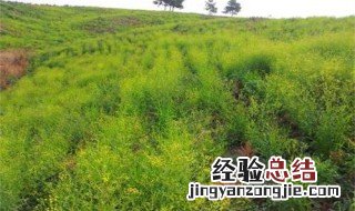 柴胡种植方法 柴胡种植方法简单介绍