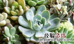 多肉植物种子什么时候种合适 多肉植物种子适合在秋冬季种植吗