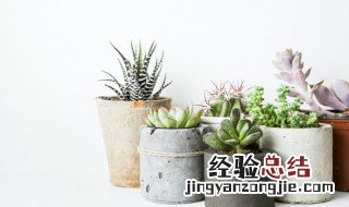 多肉植物需要铺面石吗 多肉植物的种植要铺石头吗