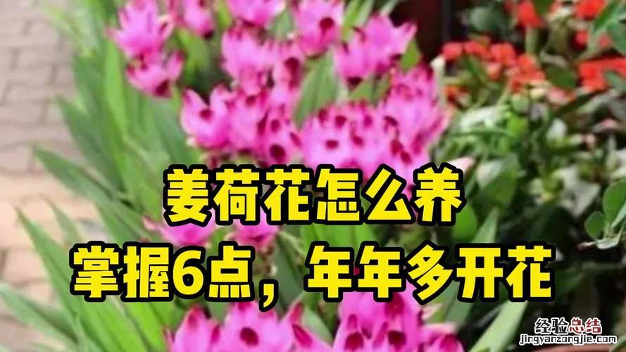 姜荷花的养殖方法