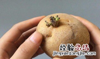 土豆泡水发芽的方法