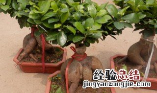 人参榕树盆景怎么养 你养对了吗