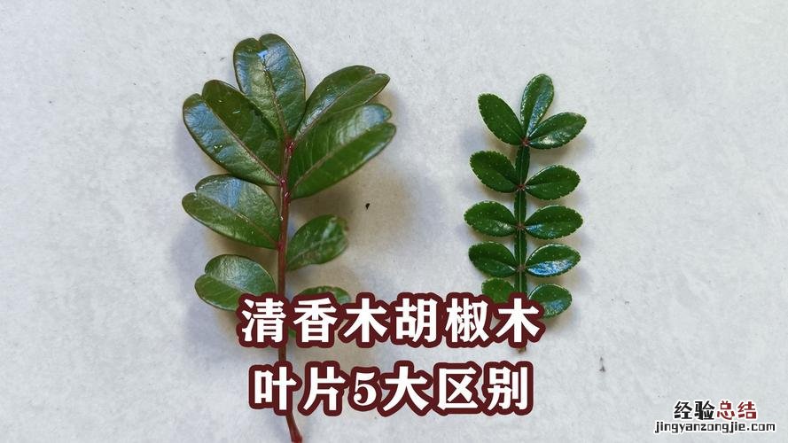 清香木盆景制作及养护