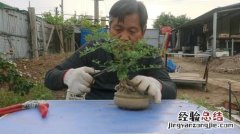 迎春花盆景制作步骤及养护方法