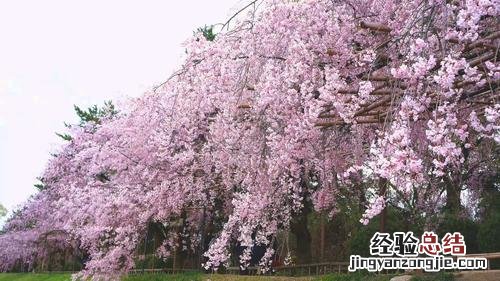 樱花的种类有哪些