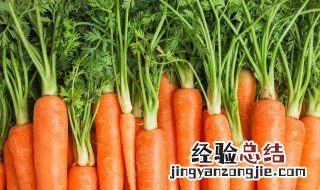 萝卜的种植方法和时间 萝卜的种植方法和时间是什么