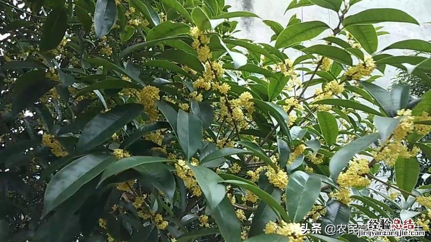 桂花不开花是什么原因