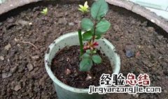 月季花籽催芽方法 月季花籽怎么种植技术