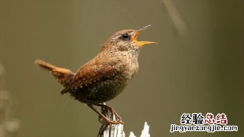 鹪鹩的特点
