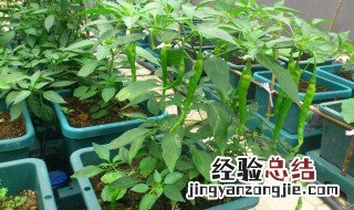 盆栽辣椒的种植方法 盆栽辣椒如何种植