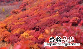 霜叶红于二月花是什么季节的 霜叶红于二月花原文介绍