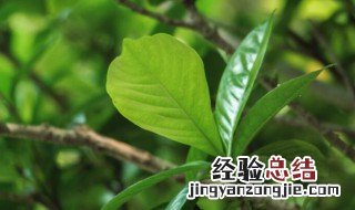 栀子花耐寒吗 栀子花耐寒吗?