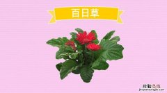 百日草什么时候开花