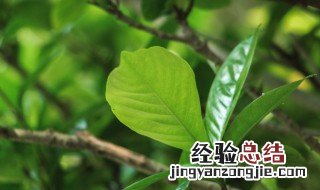 栀子花树叶子慢慢变黄枯萎怎么办 栀子花叶黄了补救措施