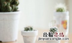 室内植物要怎么浇水 家里养植物要怎么浇水