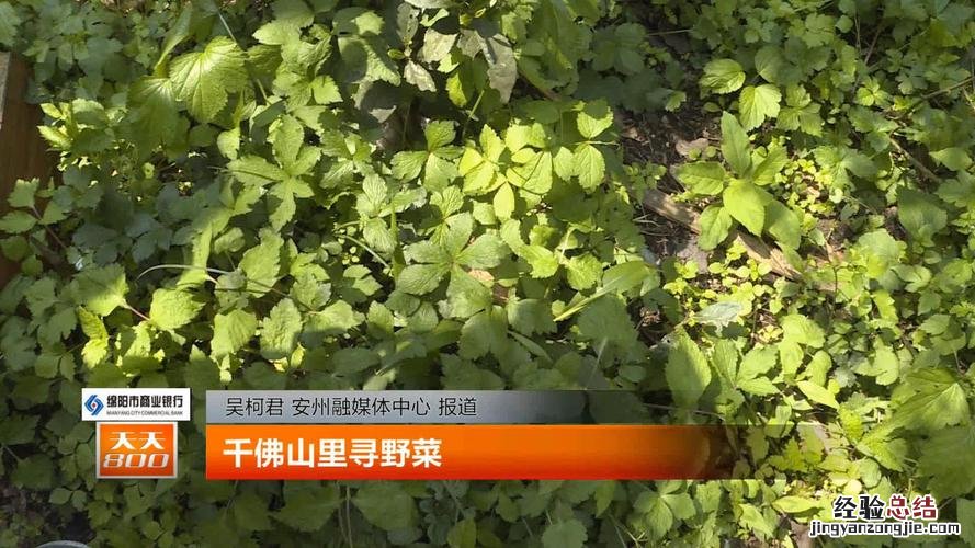 东北山野菜都有哪些