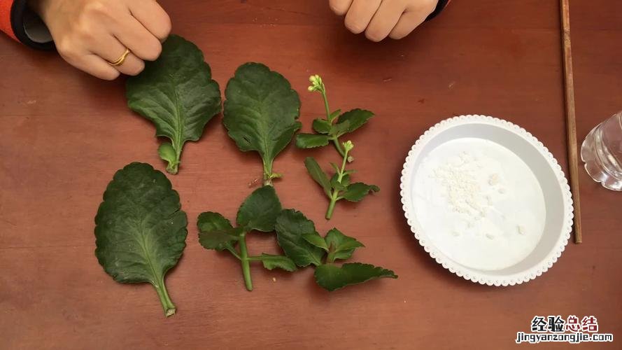 长寿花肥料如何自制