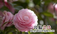 11月份还能给花施肥吗视频 11月份还能给花施肥吗