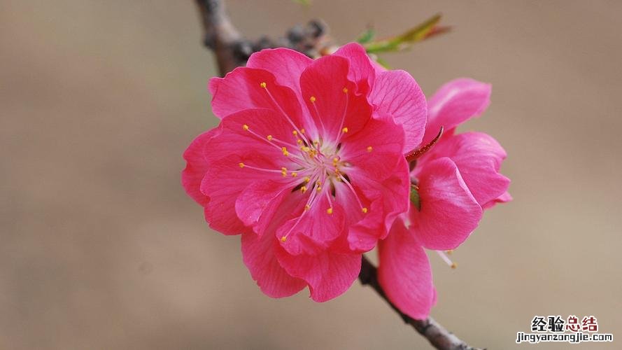桃花什么季节开,桃花像什么
