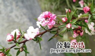 网购梅花老桩带土球怎么上盆 绣球花老桩用什么土