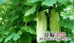 苦瓜怎么种植和管理 苦瓜怎么种植和管理方法