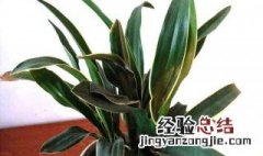 广东万年青植物怎么养殖 万年青植物怎么养殖