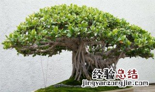 小榕树种植方法 小榕树怎么养