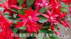 假昙花的四季养护