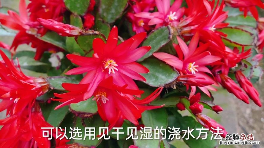 假昙花的四季养护